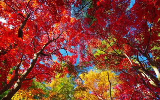 осень, ливан, деревья, лика, цвет, удивительный, фиолетовый,