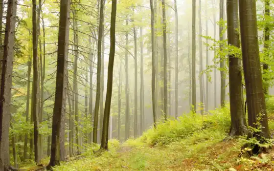 лес, высокие, настольные, разрешение, определение, бесплатно, широкий экран,