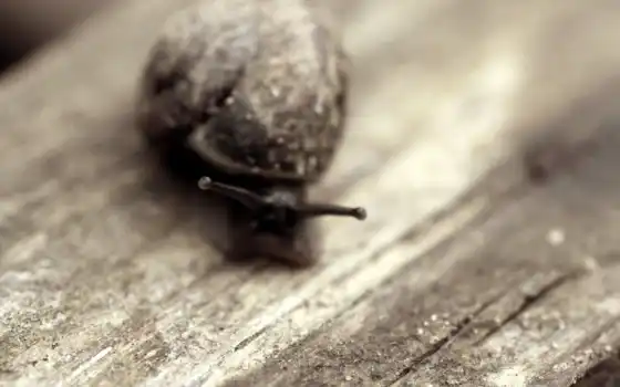 snail, мойка, мох, слизь, моллюск, рожки, daler, улитки, макро, 