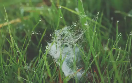 роса, web, трава