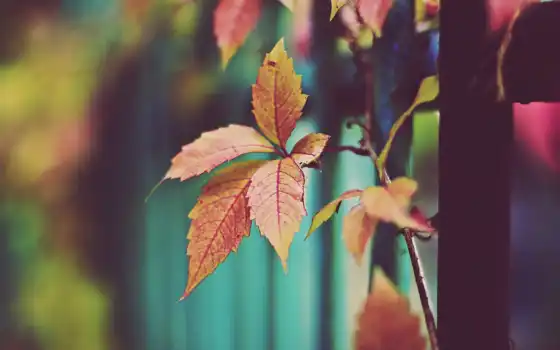 осень, листва, сухие, оранжевые, природа, желтые, трава, 