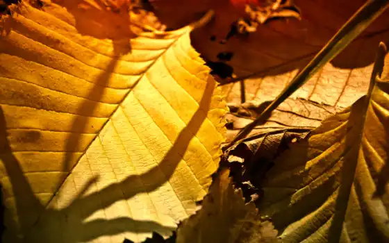 leaf, браун, dry, лист, оттенок, дерево, осень, природа, шапка, youtube, канал