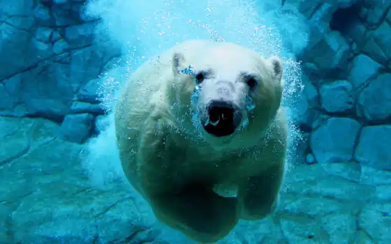 медведь, полярное, животное, белое, медведей, другое, животное, вода, вода,