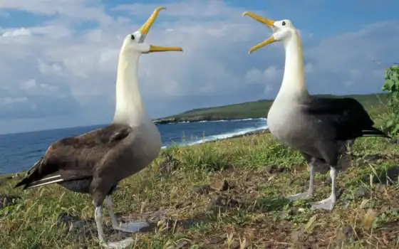 albatross, waved, albatros, los, профили, виды, las, tamaño, son,