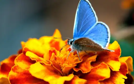 бабочки, узоры, яркие, цветы, бабочка, просмотреть, яркий, полет, 
