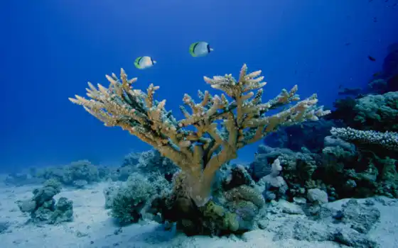 дно, мир, кораллы,