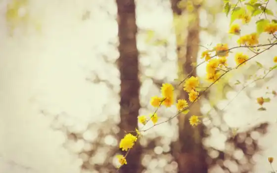 bokeh, flowers, branch, страницы, лес, yellow, 