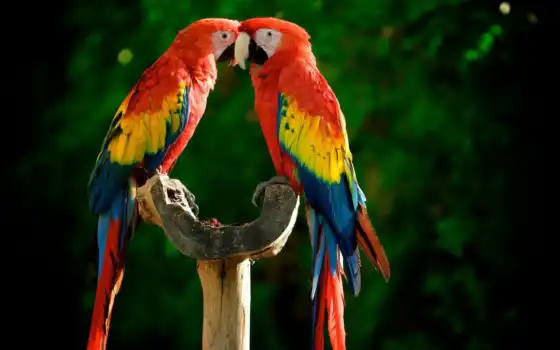 попугаи, яркие, разноцветные, жердочка, 