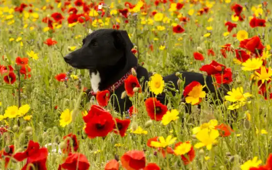 cvety, собака, маки, собаки, луга, цветами, луг, трава, zhivotnye, поле, 