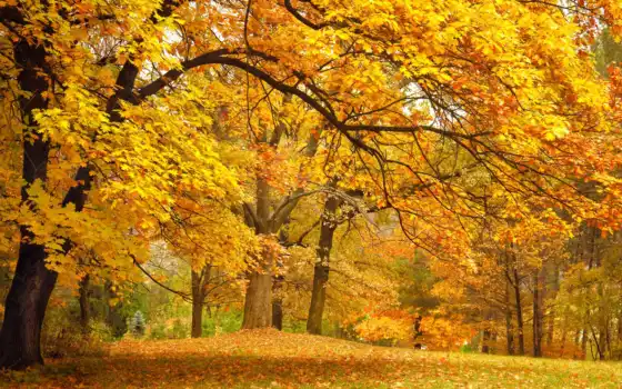 осень, дерево, лес, для е, ретро, лист, лист