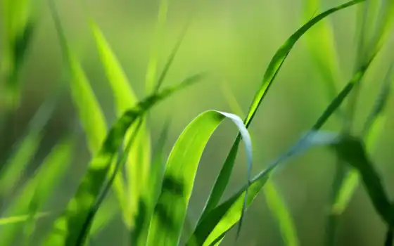 трава, макро, природа, зелёный, природы, 