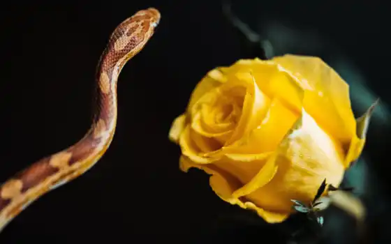 picjumbo, источник, змей, животное, фото, сливки, змей