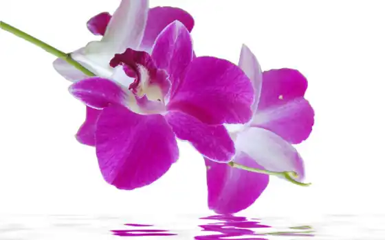 орхидеи, цветы, модульная, картинка, орхидея, купить, со, частей, доставка, холсте, водой, 