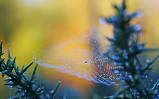 web, природа, страница, роса, water, макро, капли, паяци, телефон, красивые, 