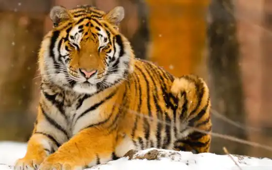 тигр, животное, снег, кот, природа, спат, живые, биг