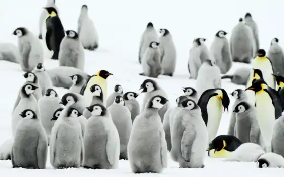 бесплатный, пингвины, настольные, временные, фото,
