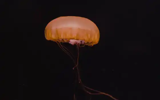 медузы, желтые, железные, заводные, подводные, подводные, мир, болельщики