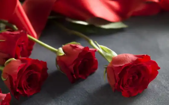 красное, розы, любовь, романтичный день, валентин, вечери, розы,
