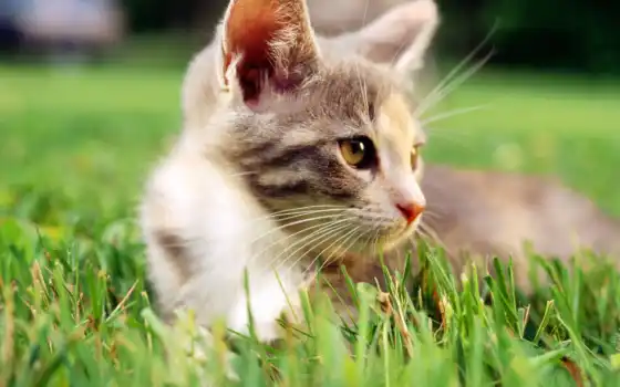 трава, кот, котенок