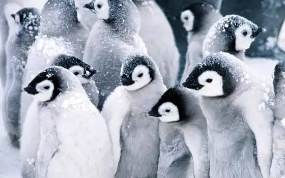 пингвин, животное, ребенок, снег, птица