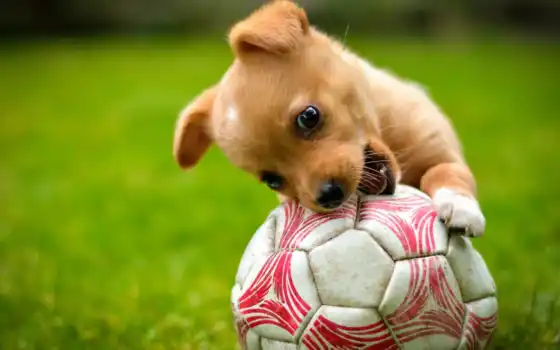 собака, кенок, животное, мах, милый, футбол, играть