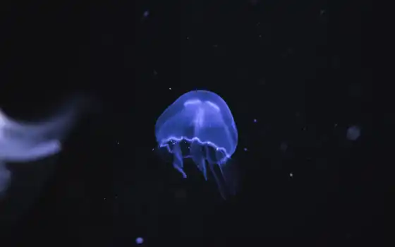 медуза, подводный мир, синий, черный, животное, беспозвоночный, морской