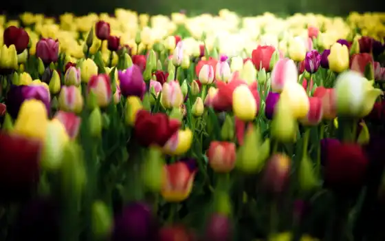 hoa, тюльпан, hành, nın, trong, bỏng, với, những, vanvat,
