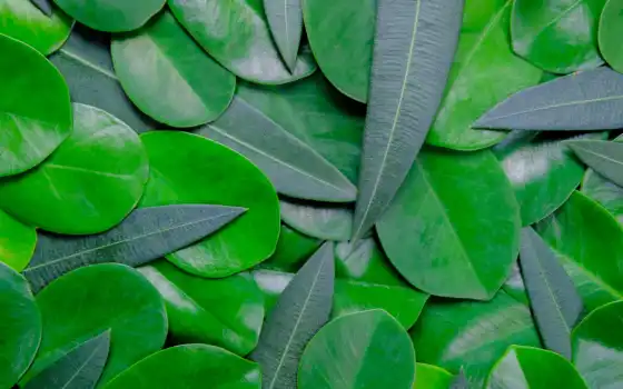 leaf, зелёный, mobile