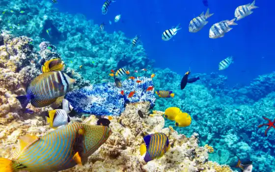 world, underwater, рыбки, ocean, pisces, coral, риф, 