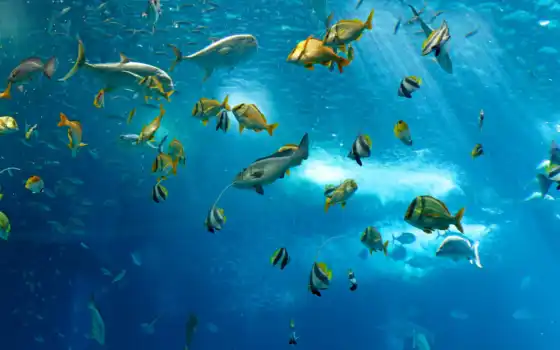 fish, море, ocean, под, водой, water, pisces, underwater, world, 