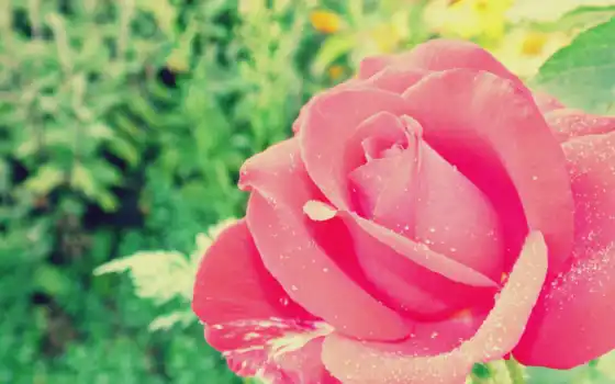 сладкий сад, розы