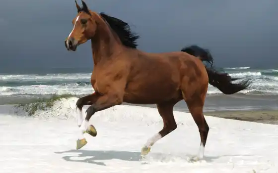 лошадь, бегущая, волнам, лошади, 