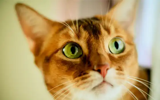 глазами, кот, зелёными, рыжая, ани, коты, 