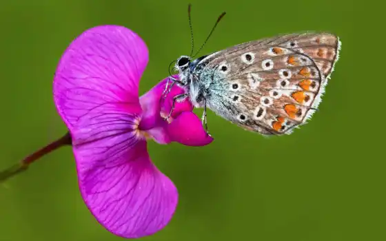 орхидея, бабочка, blue