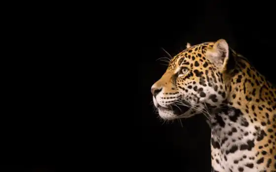 jaguar, образование, животное, леопард, черный, коричневый, дикий, биг, фото, глаз