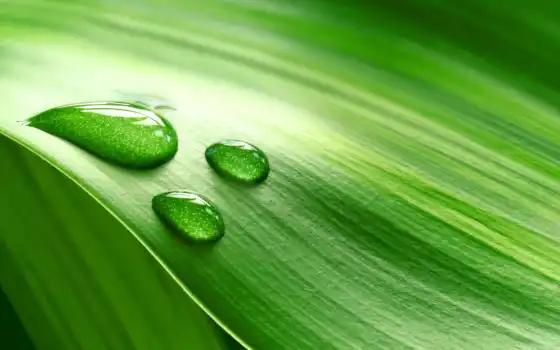 капля, лист, зеленый, вода