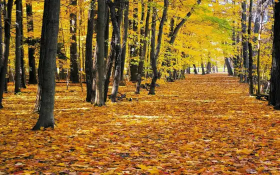 природа, осень, листва, графика, нов, желтая, 
