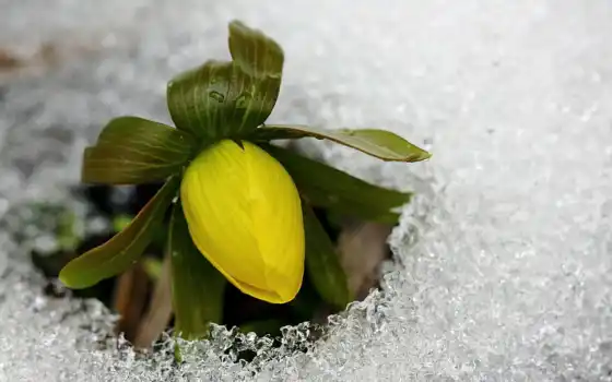 снег, цветы, снегоступы, марта, 
