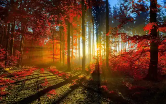 лес, заклепка, осень, деревья, свинца, раскопки, солнце, лучи, атлас,