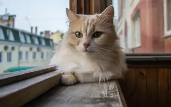 кот, кошки, подоконнике, дома, окно, балкона, сидит, 