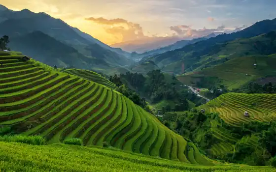 бали, поле, Вьетнам, рис