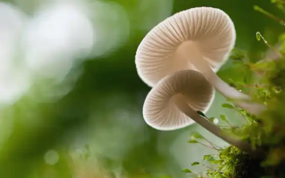 макро, mushroom, грибы, мох, боке, осень, красивые, листва, 