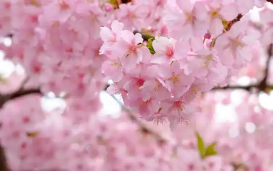 блюмен, весна, вишня, сакур, цвет, цвет, древесина, розовый, дизайнер
