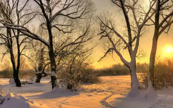 зима, деревья, снег, солнце, пейзаж, следы, закат, снегу, картинка, 