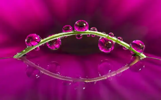 макро, photography, цветы, water, drops, flowers, drop, 