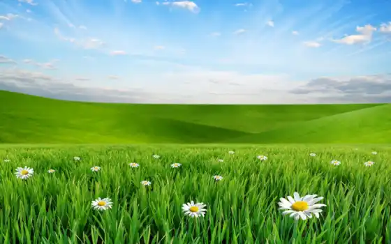 ромашка, трава, небо, арта, красивый