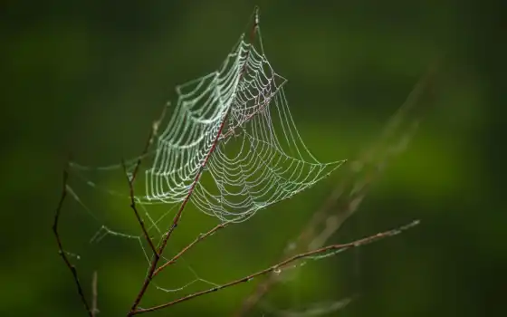 растение, паук, spiderweb, web