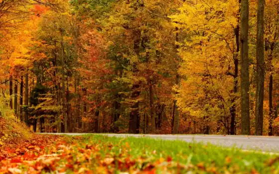 дорога, природа, осень, пасть