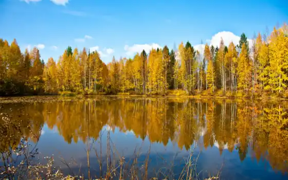природа, осень, озеро, лес, небо, 