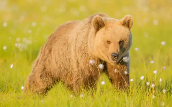 медведь, цветное, животное, узкие, прочные, железнодорожный, грызун, сибирский